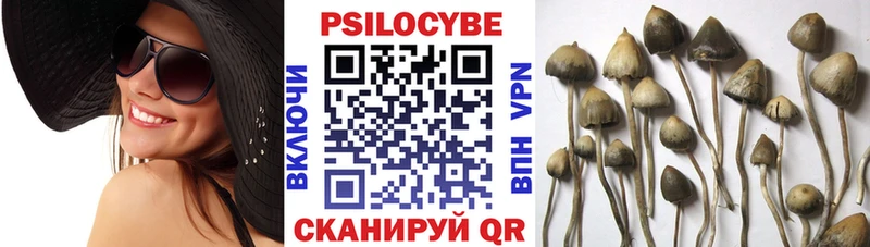 Галлюциногенные грибы Psilocybine cubensis  Кировград 